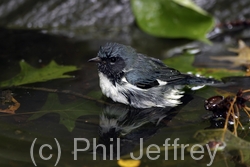 Black-throated Blue Warbler