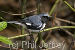 Black-throated Blue Warbler