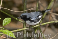 Black-throated Blue Warbler
