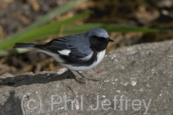 Black-throated Blue Warbler