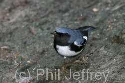 Black-throated Blue Warbler