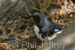 Black-throated Blue Warbler