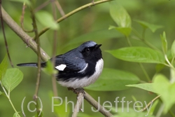 Black-throated Blue Warbler