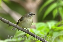 Black-throated Blue Warbler