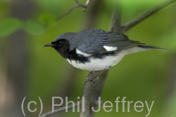 Black-throated Blue Warbler
