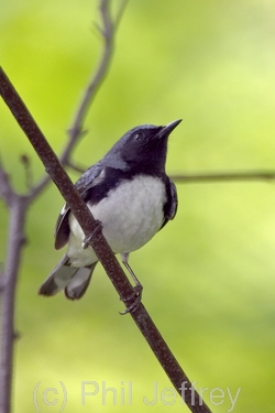 Black-throated Blue Warbler