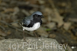 Black-throated Blue Warbler