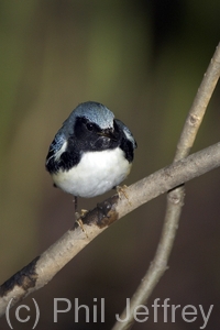 Black-throated Blue Warbler