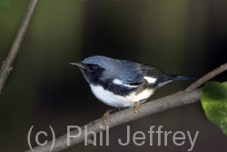 Black-throated Blue Warbler