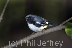 Black-throated Blue Warbler