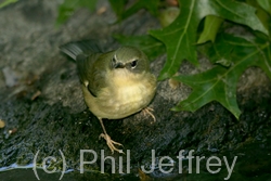 Black-throated Blue Warbler