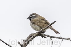 Black-throated Sparrow