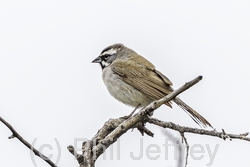 Black-throated Sparrow