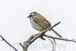 Black-throated Sparrow