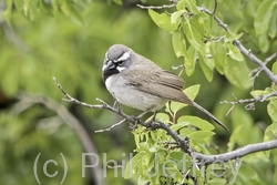 Black-throated Sparrow