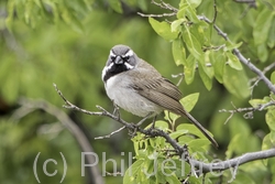 Black-throated Sparrow