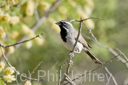 Black-throated Sparrow