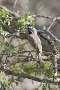 Black-throated Sparrow