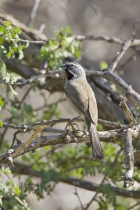 Black-throated Sparrow