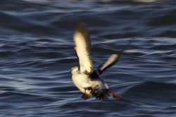 Black Guillemot