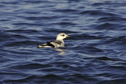 Black Guillemot