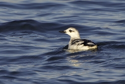 Black Guillemot