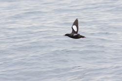 Black Guillemot
