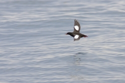 Black Guillemot
