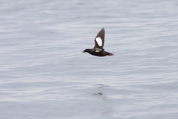 Black Guillemot