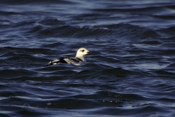 Black Guillemot
