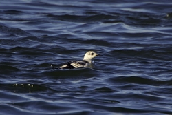 Black Guillemot
