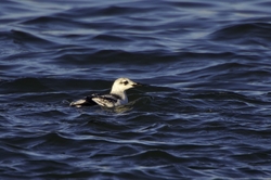 Black Guillemot