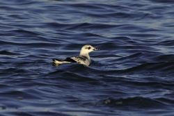 Black Guillemot