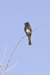 Black Phoebe