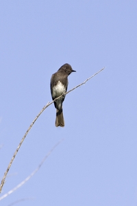 Black Phoebe