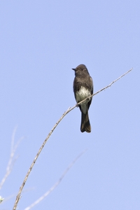 Black Phoebe