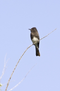 Black Phoebe