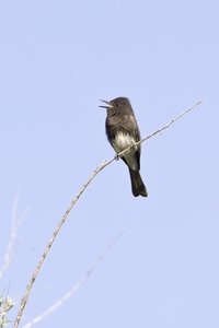 Black Phoebe