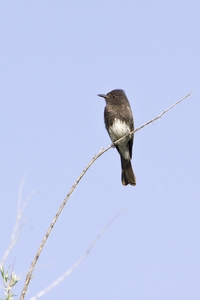 Black Phoebe