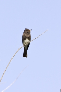 Black Phoebe