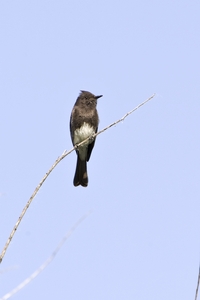 Black Phoebe