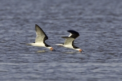 Black Skimmer
