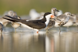 Black Skimmer
