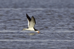 Black Skimmer