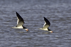 Black Skimmer