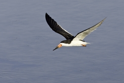 Black Skimmer
