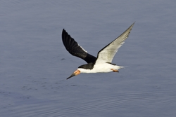 Black Skimmer