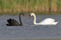 Black Swan