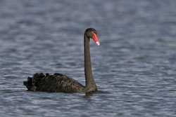 Black Swan