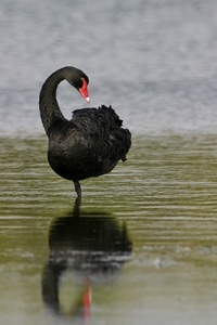 Black Swan